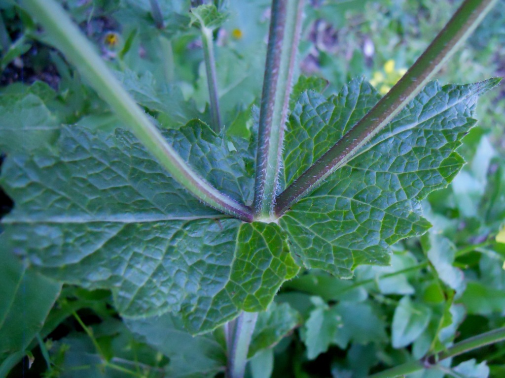 Salvia verbenaca